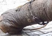 Shackle on Raju