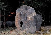 Night of Raju's rescue
