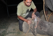 Wildlife SOS team removing shackles