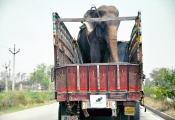 Raju's ride to Wildlife SOS sanctuary