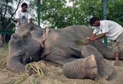 Wildlife SOS team nursing Raju's wounds