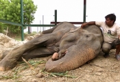 Wildlife SOS team nursing Raju's wounds