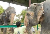Raju getting acquainted with new family