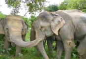 Raju being greeted by his new friends