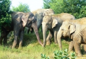 Raju with new family