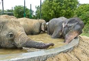 Raju relaxing in pool