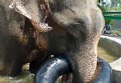 Raju playing with pool toy