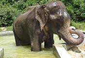 Raju in pool