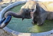 Raju playing with tube in pool
